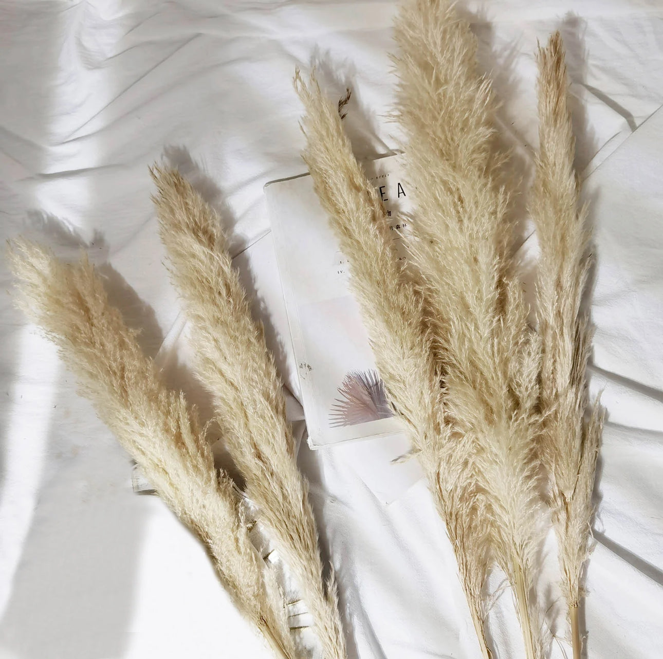 Beige Dried Pampas-3ft