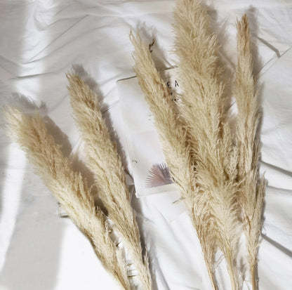 Beige Dried Pampas-3ft