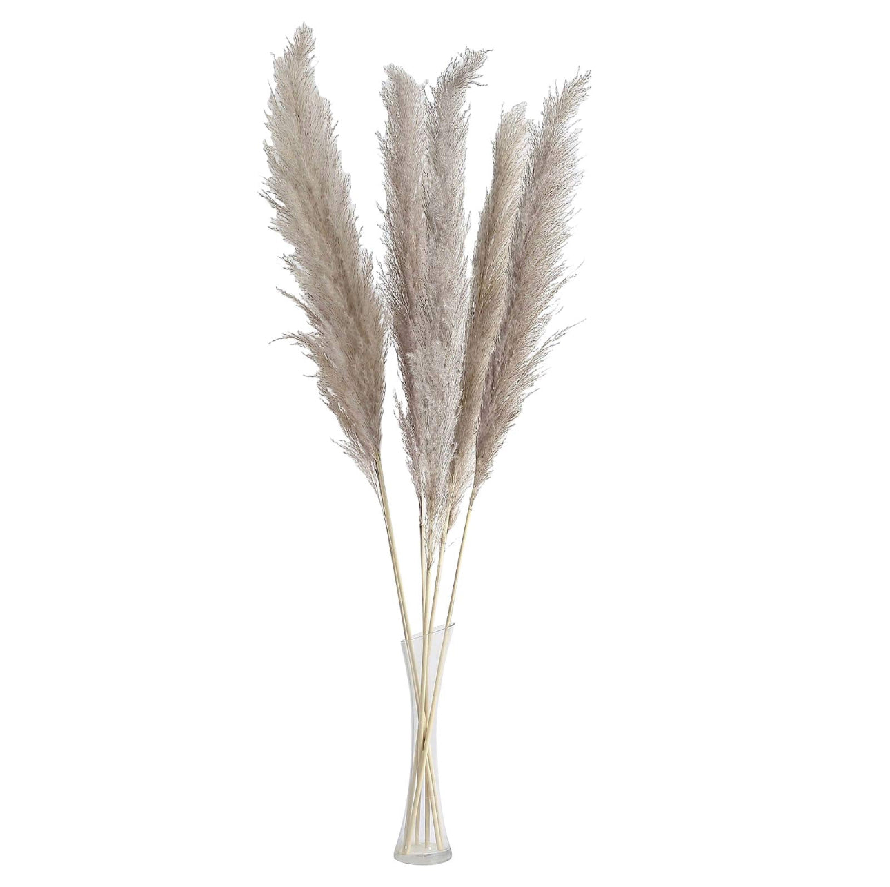 Natural Dried Pampas- 4ft