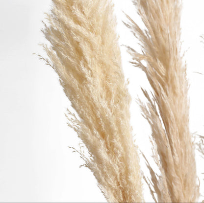 Beige Dried Pampas-3ft