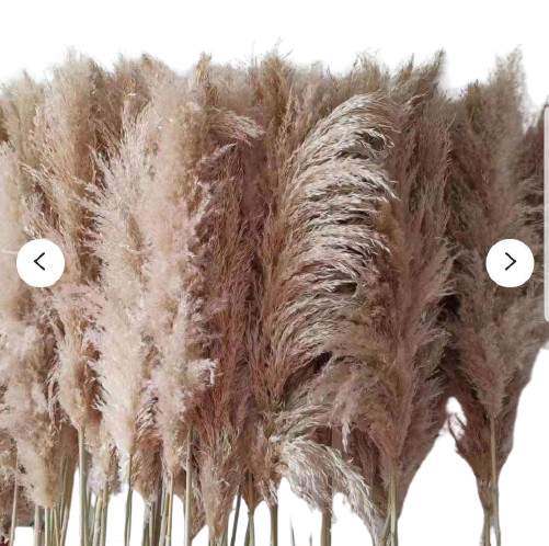 XL Fluffy Natural Pampas