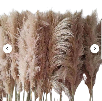 XL Fluffy Natural Pampas