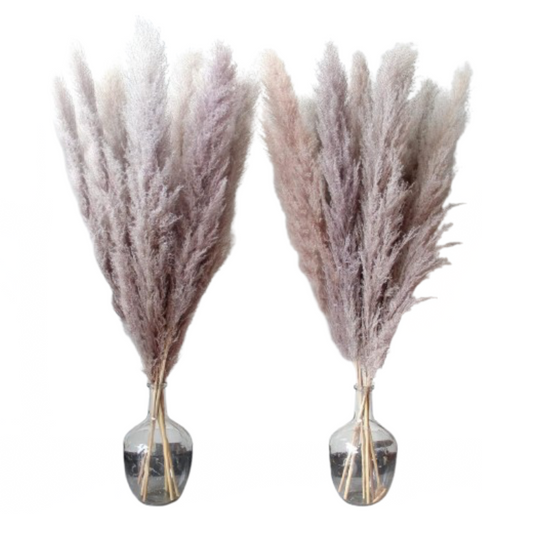 Tinted Natural Pampas-4pc