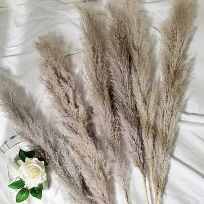 Natural Dried Pampas- 4ft