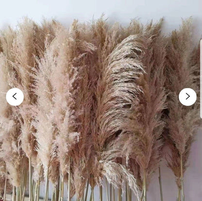 XL Fluffy Natural Pampas