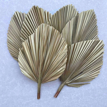 14" Natural Dried Palm Leaf